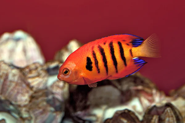 The Flame Angel Fish.
