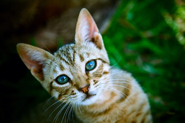 Curious cat with blue eyes