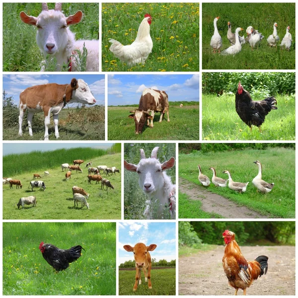 Farm animals and birds, collage