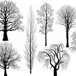 Willow tree silhouette — Stock Vector © clairev #3040518