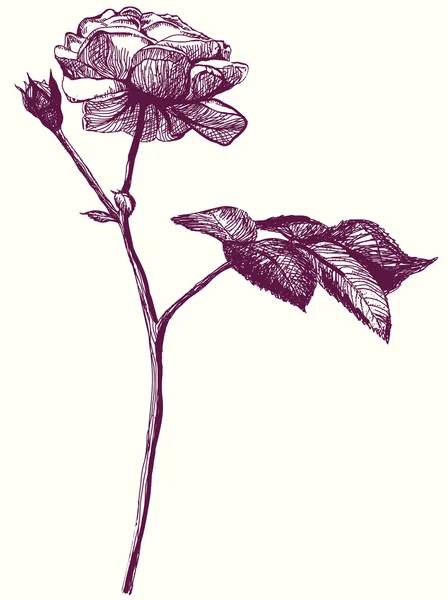 rose flower drawing. Retro rose flower sketch.