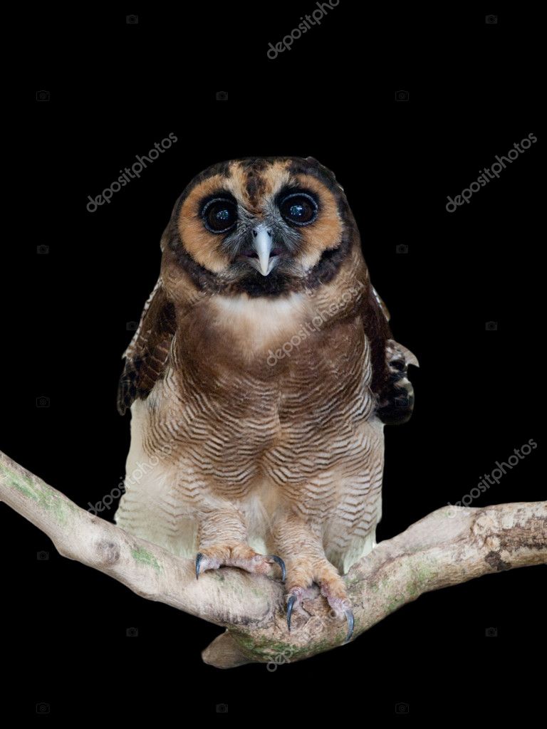 malaysian owl