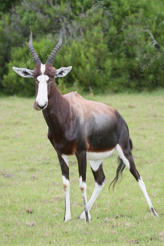 Bontebok+antelope