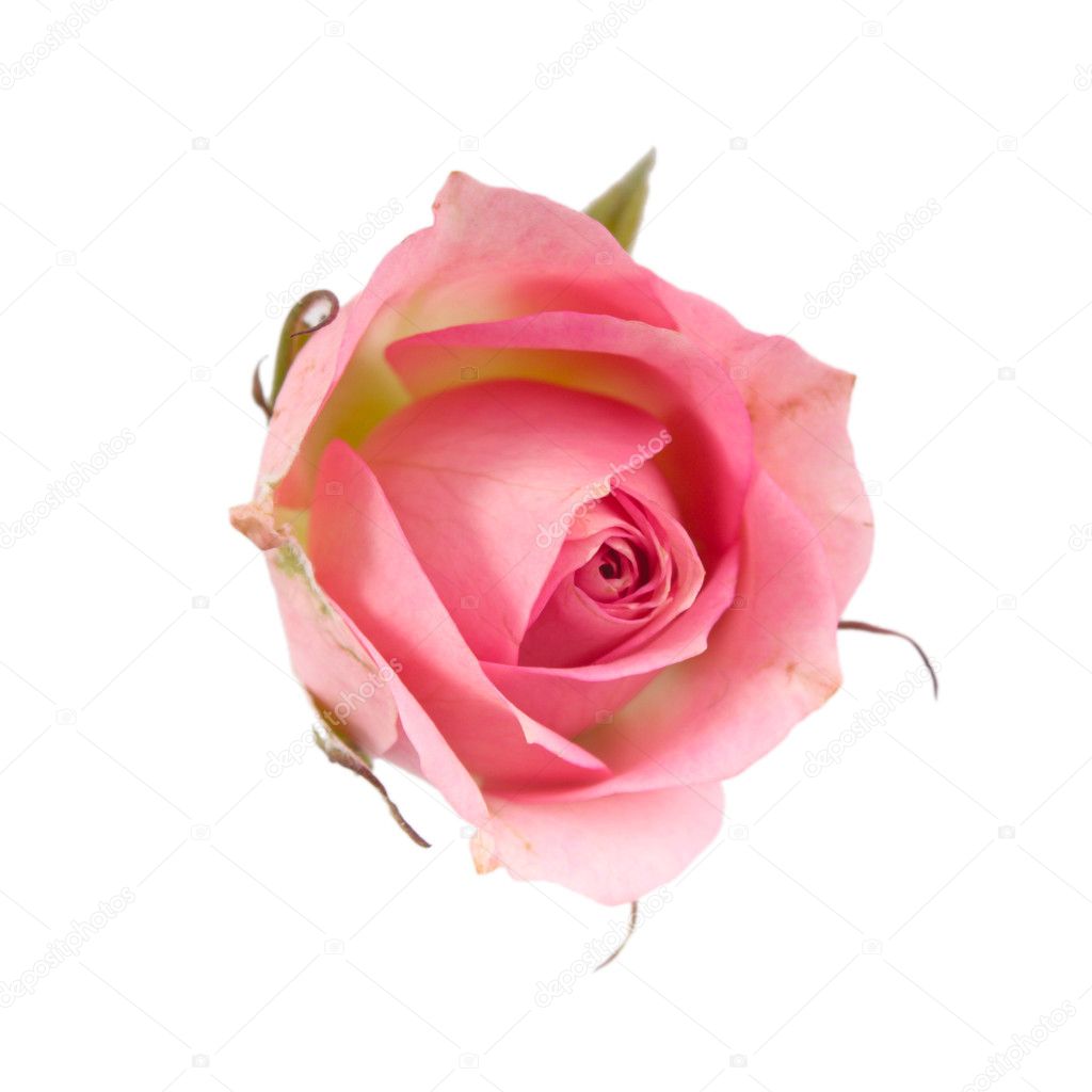 Single Pink Rose White Background