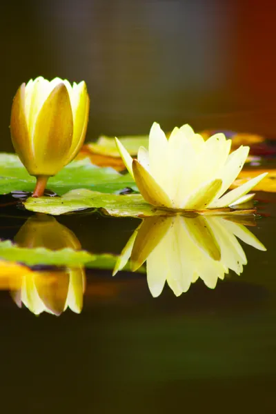 White yellow lotus flower