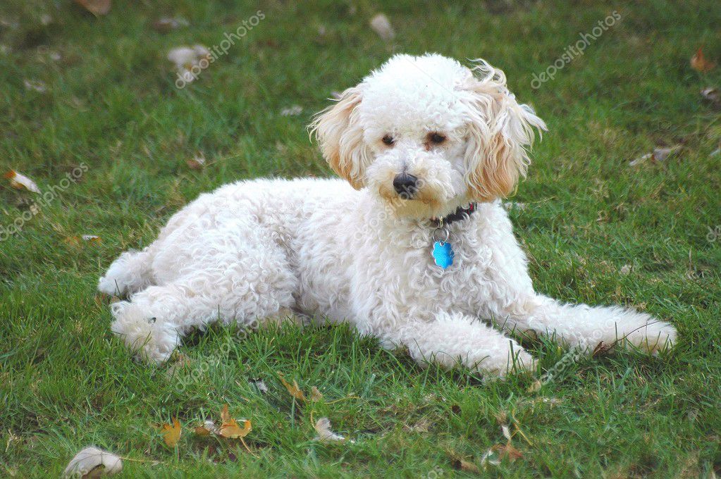 Man who purchased toy poodles shocked, to learn they're ferrets on steroids. IGN Boards