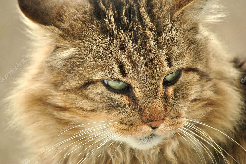 Domestic House Cat — Stock Photo © telliott 5350385