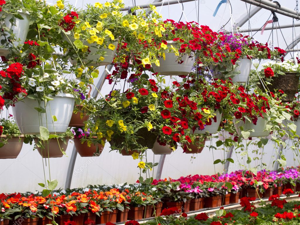 hanging baskets flowers