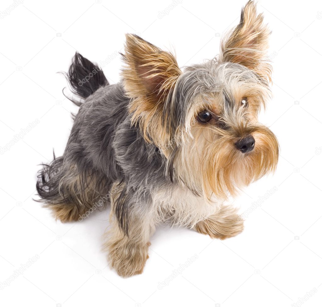 Get yorkie terriers for sale in michigan