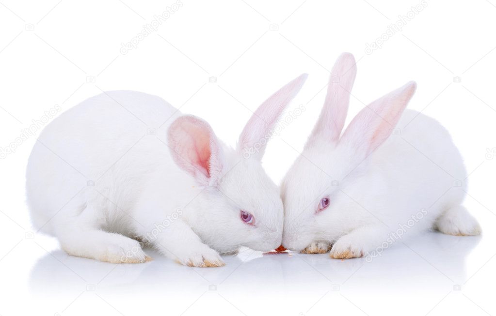 http://static5.depositphotos.com/1007995/533/i/950/depositphotos_5332337-Two-white-bunnies-eating-a-carrot.jpg