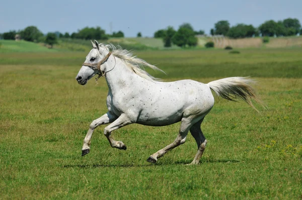 White horse galloping around the field