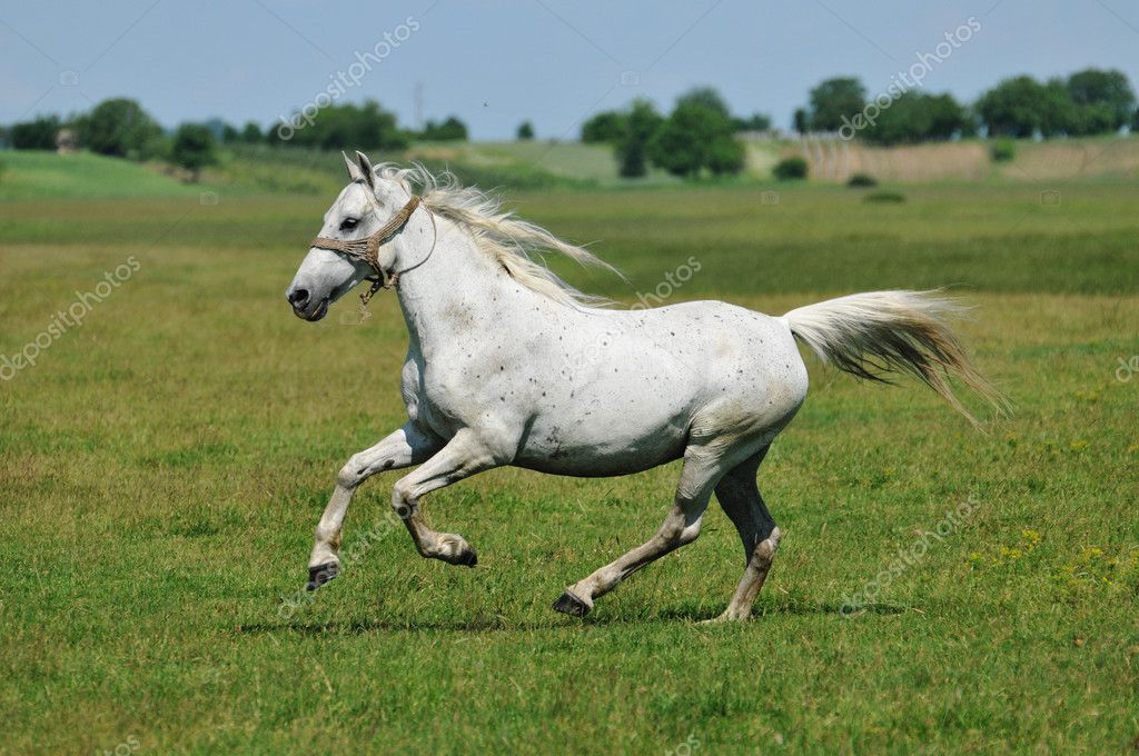 Horseback Riding Galloping