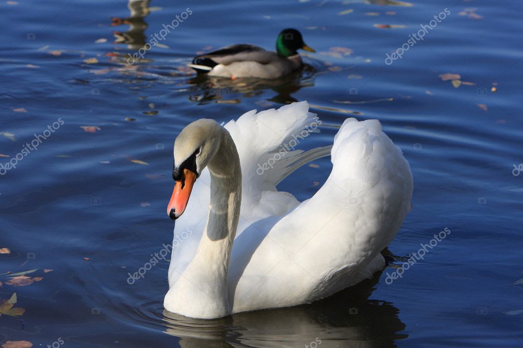 Beautiful White Swan