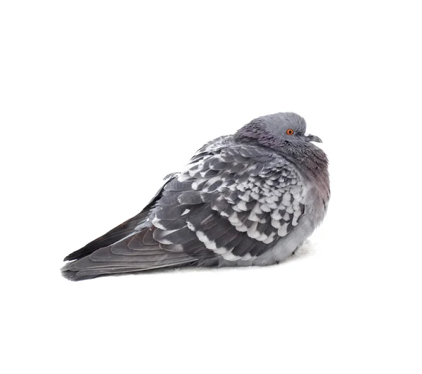 Pigeon Grey