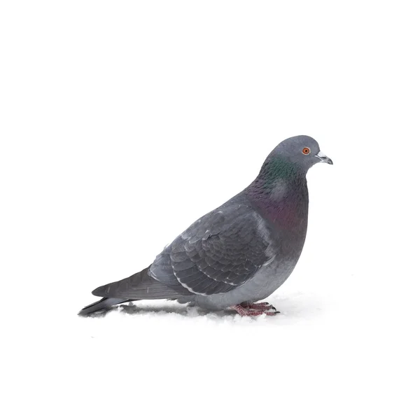 Pigeon Grey