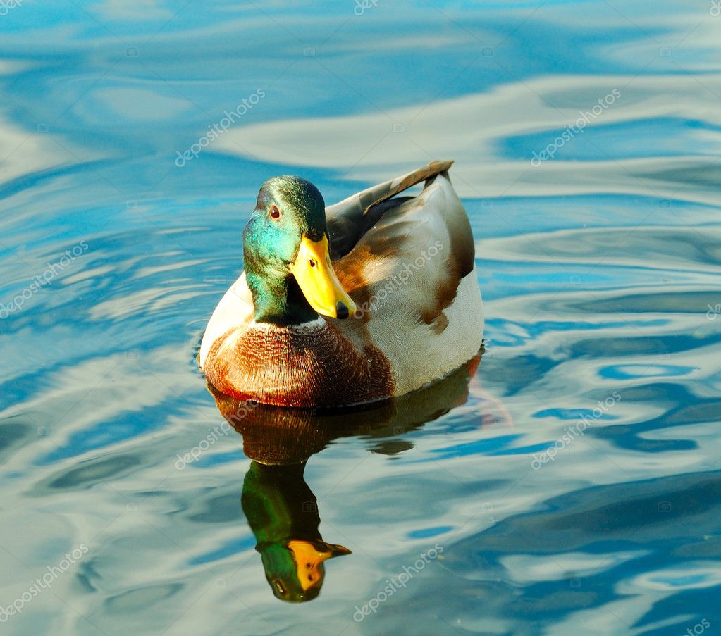 Duck In Water