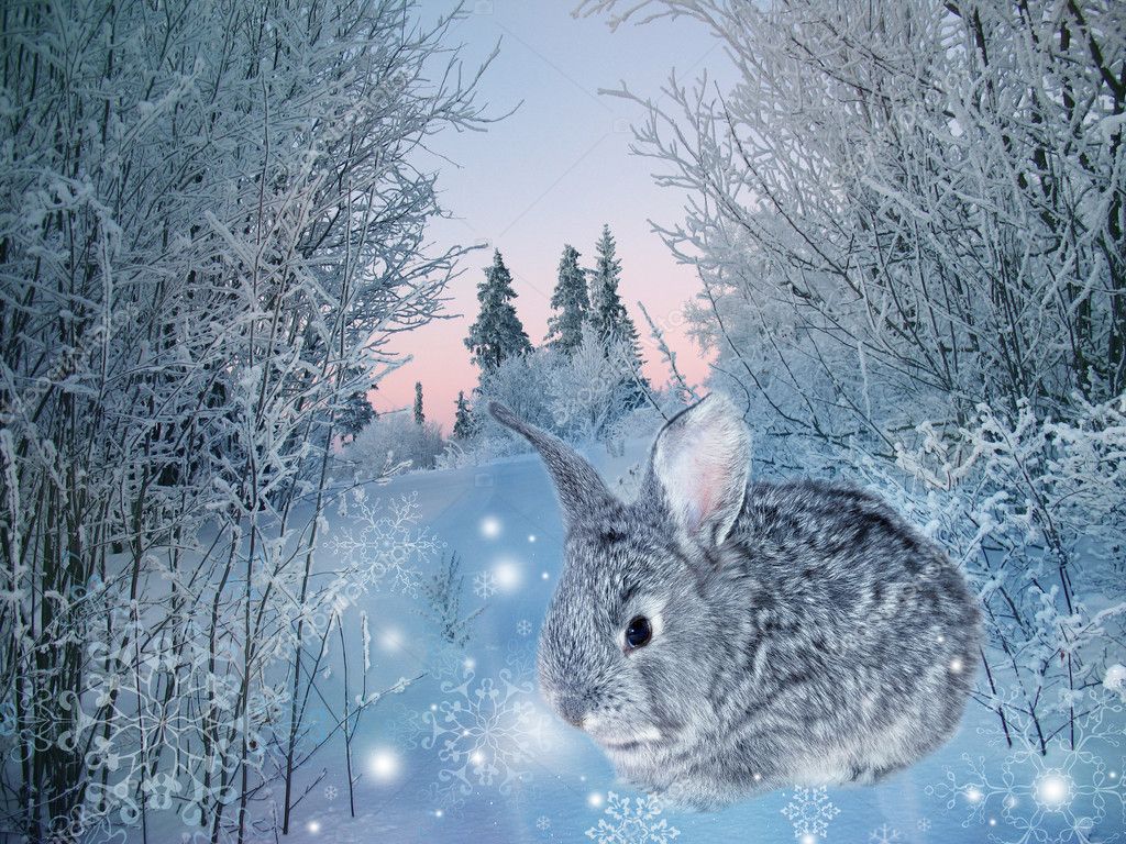 Winter rabbit — Stock Photo © NataliiaMelnyc #4615166