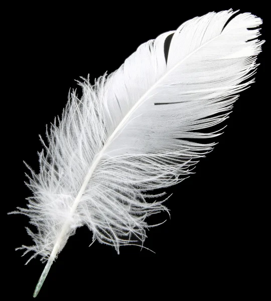 Feather/spring — Stock Photo #4133444