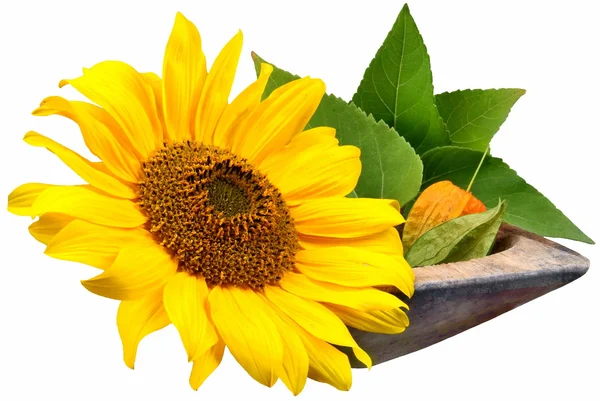 Flowers-Sunflower