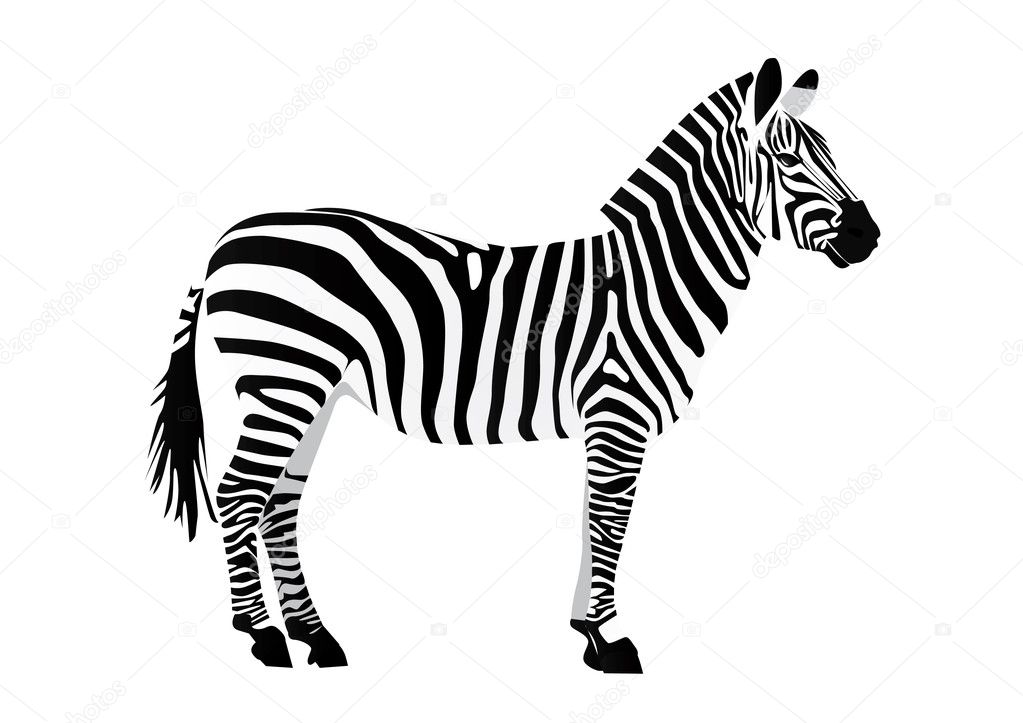 clipart black and white zebra - photo #36