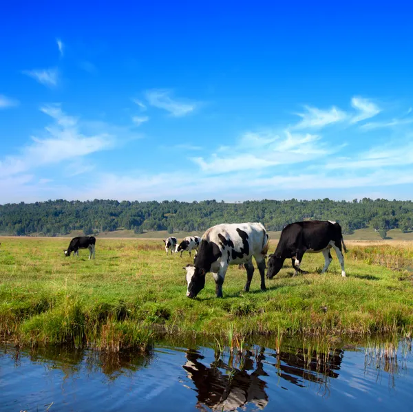 Herd of cows grazing in meadow — Stock Photo #5164346