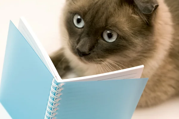 Funny cat amazed by what she`s reading