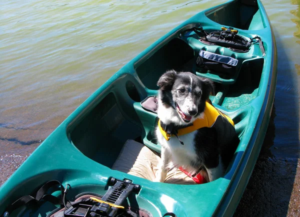 Dog in Canoe wearing a Life Jacket