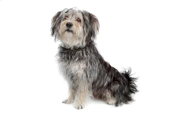 Mixed Terrier Breeds on Mixed Breed Maltese Dog Yorkshire Terrier   Stock Photo    Erik Lam
