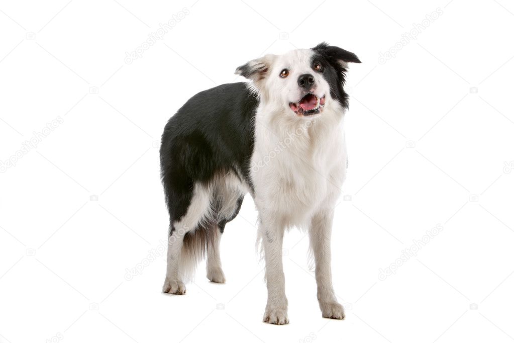 Sheepdog Collie