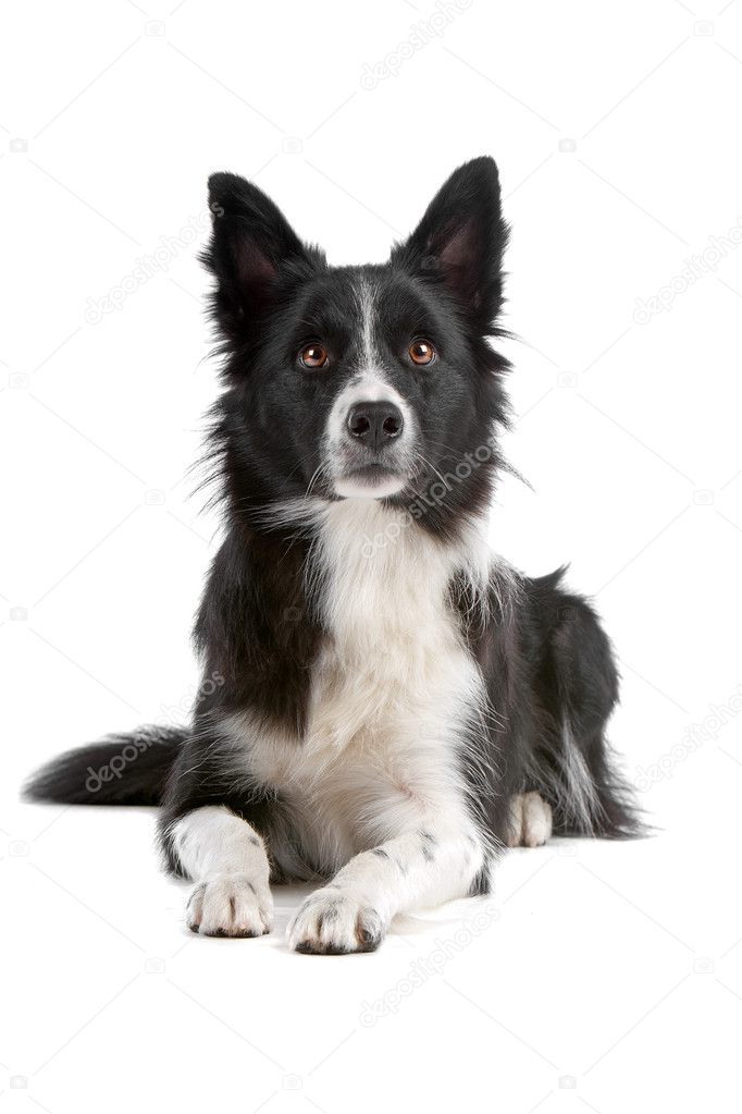 Sheepdog Collie