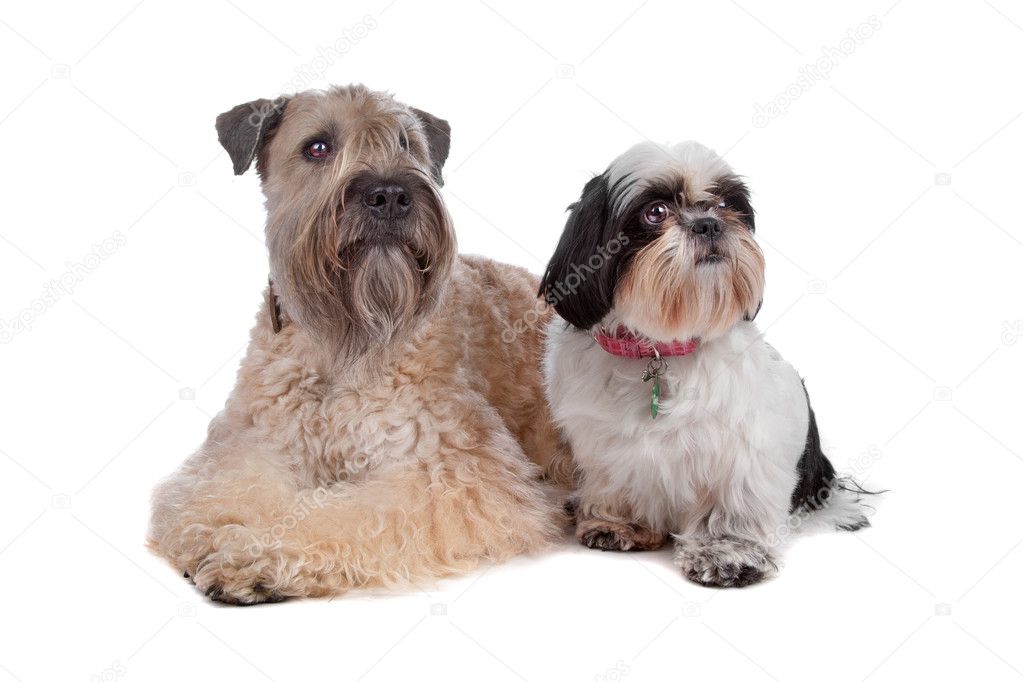 wheaten terrier shih tzu mix soft coated wheaten terrier and a shih tzu stock photo wheaten terrier shih tzu mix soft coated wheaten terrier and a shih tzu stock photo