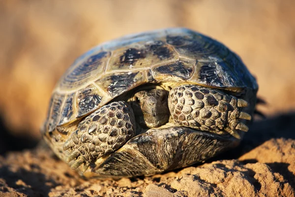 Steppe tortoise in shell
