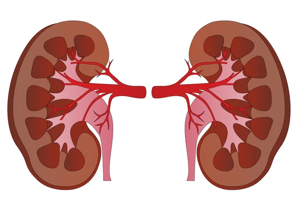 vector kidney