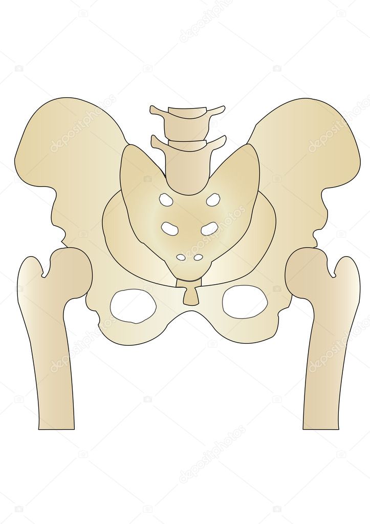 Bones Human Skeleton