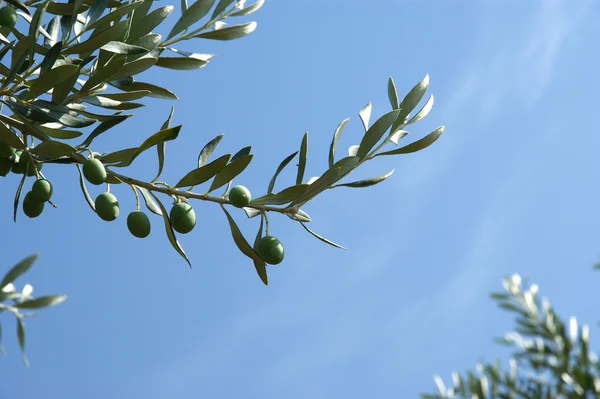 Natural green olives on the tree against the blue sky