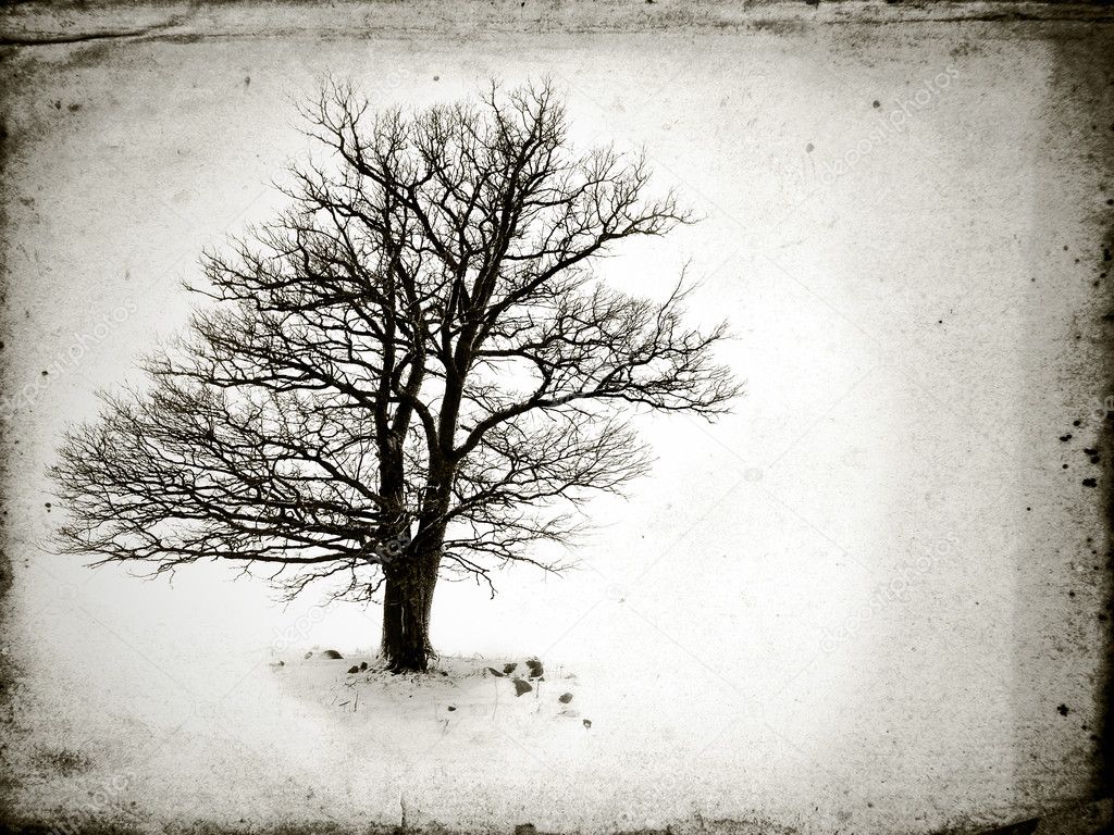 Tree without Leaves