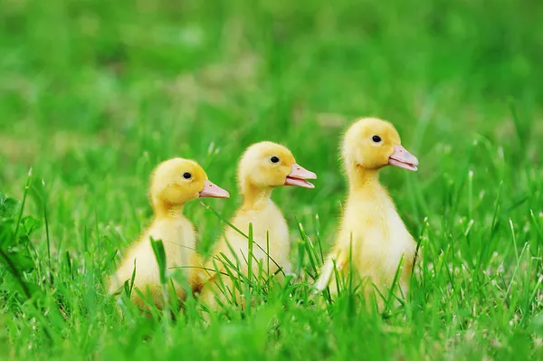 Small ducklings green grass