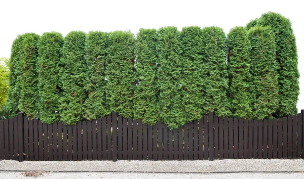 Fragment of a rural fence hedge from evergreen plants