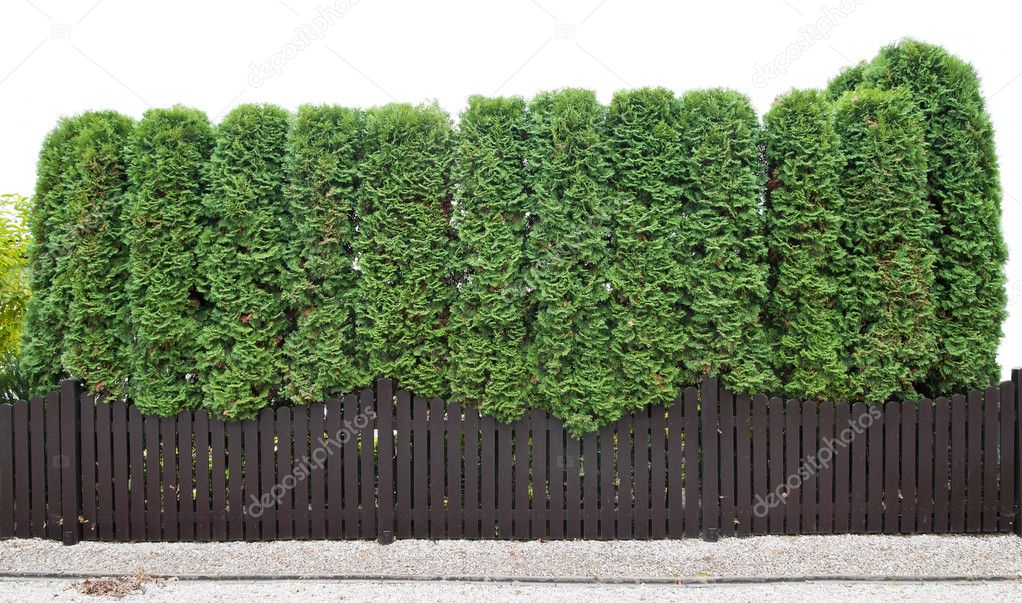 Hedge Fence