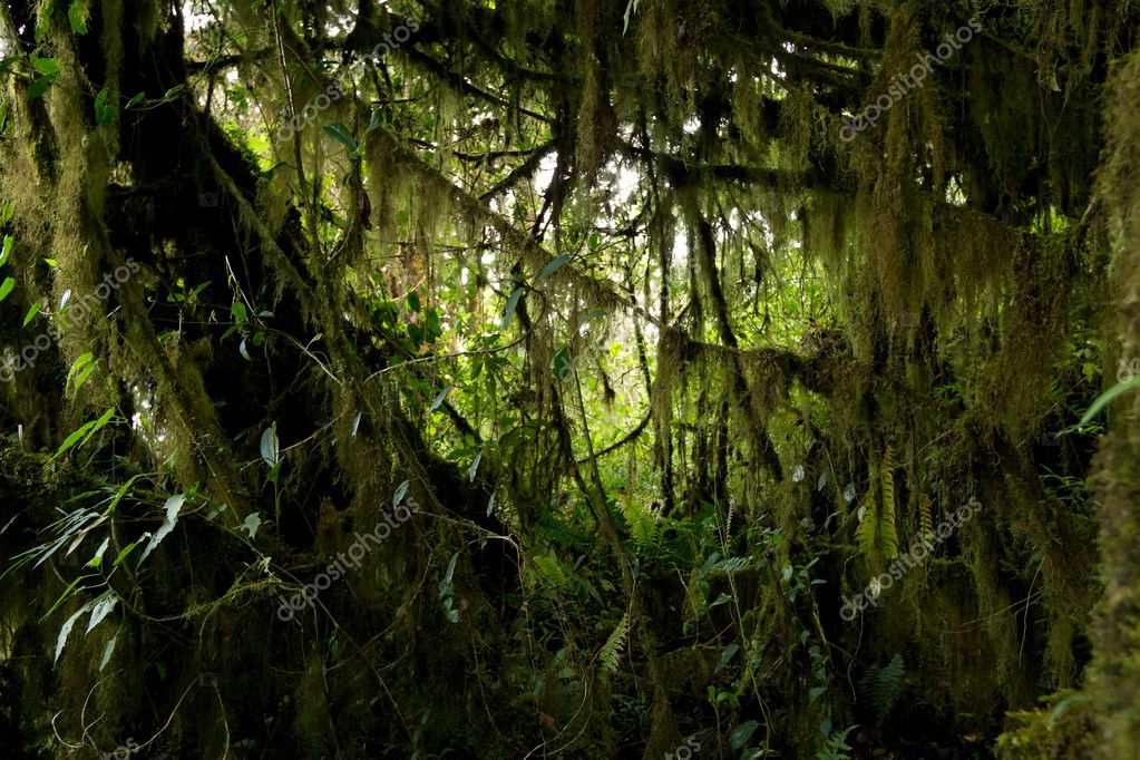 Vegetación densa en la selva ecuatoriana 2022