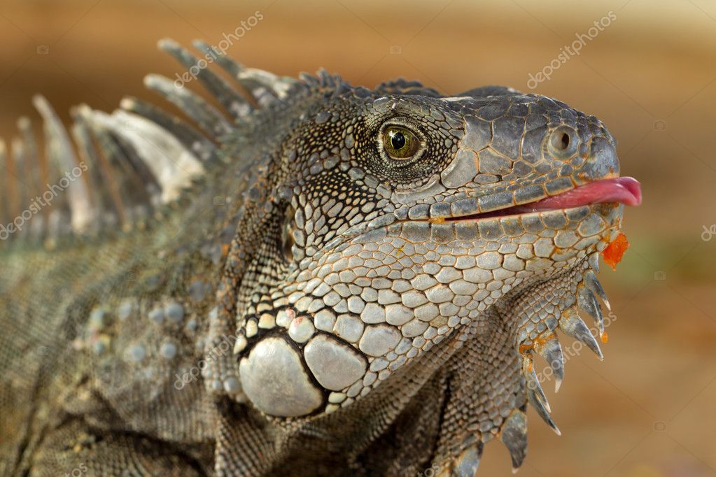 funny iguana