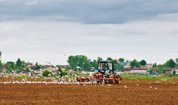 The tractor ploughs an agricultural field