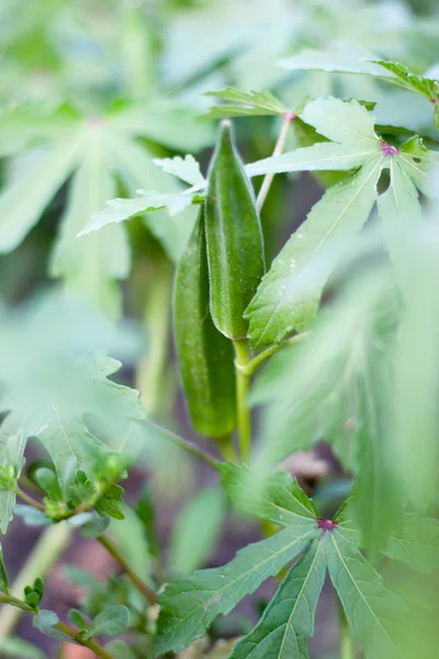 Okra Ladies Fingers