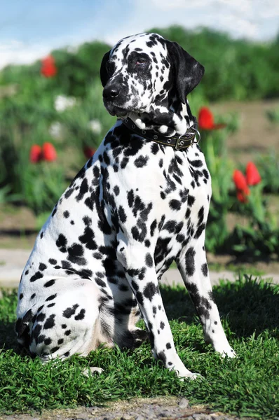 Dalmatian Big Dog