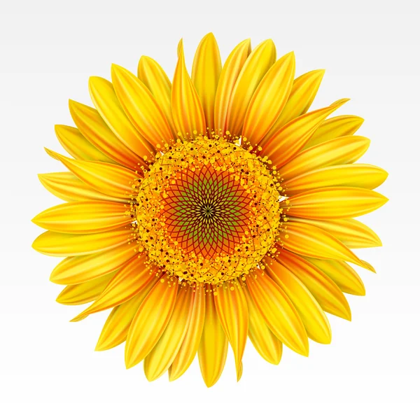 Background with sunflower