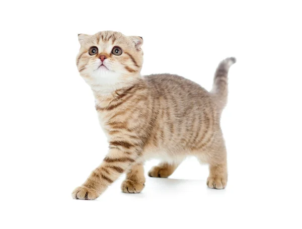 Walking kitten or cat striped Scottish fold isolated studio sho — Stock Photo #5312363