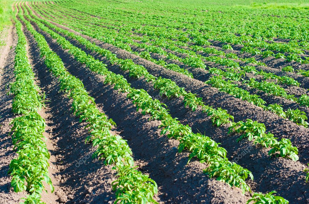 Earthed Up Potatoes Field — Stock Photo © Andrey Kuzmin #5313860