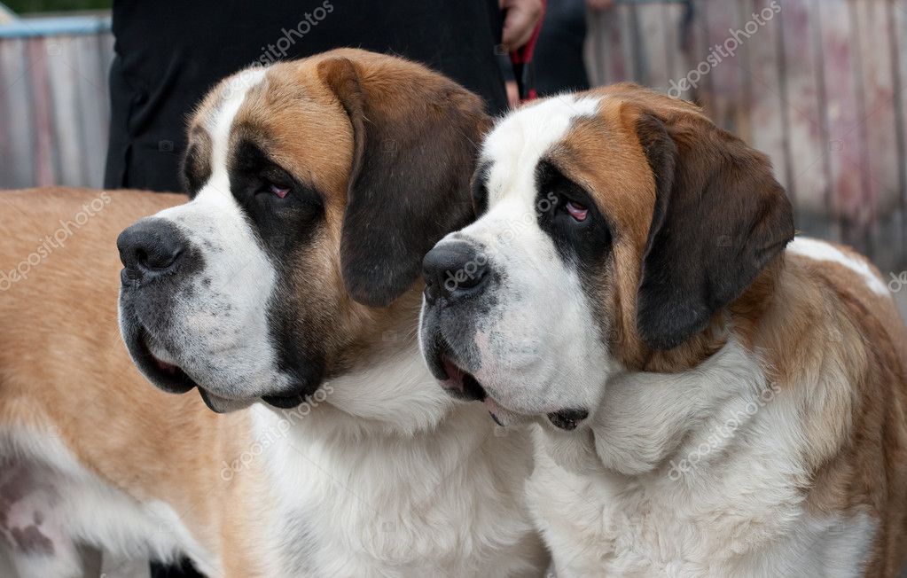 Dogs Couple