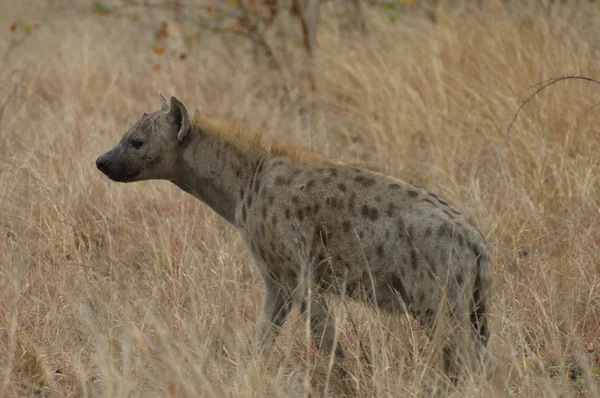 Spotted hyena in golden grass