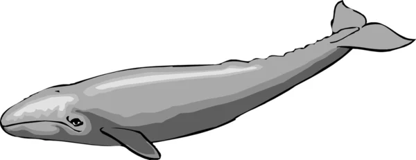 Grey Whale Cartoon